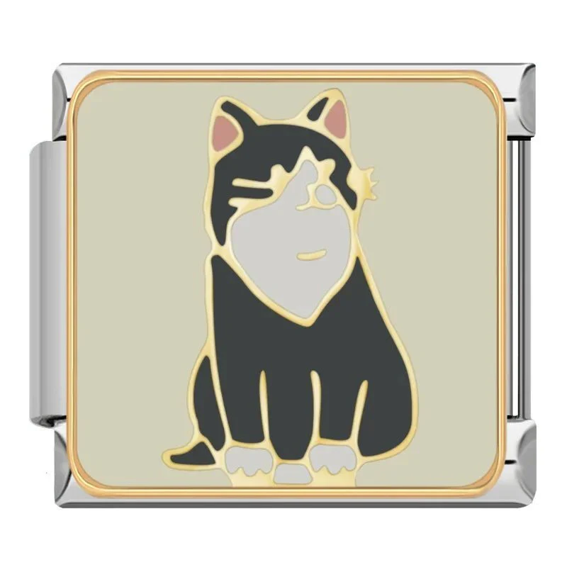 Black & White Cat